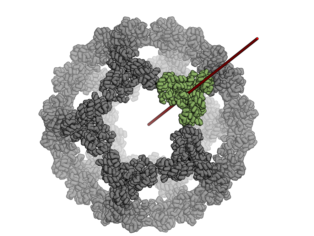 Accurate design of megadalton-scale two-component icosahedral protein  complexes – Baker Lab